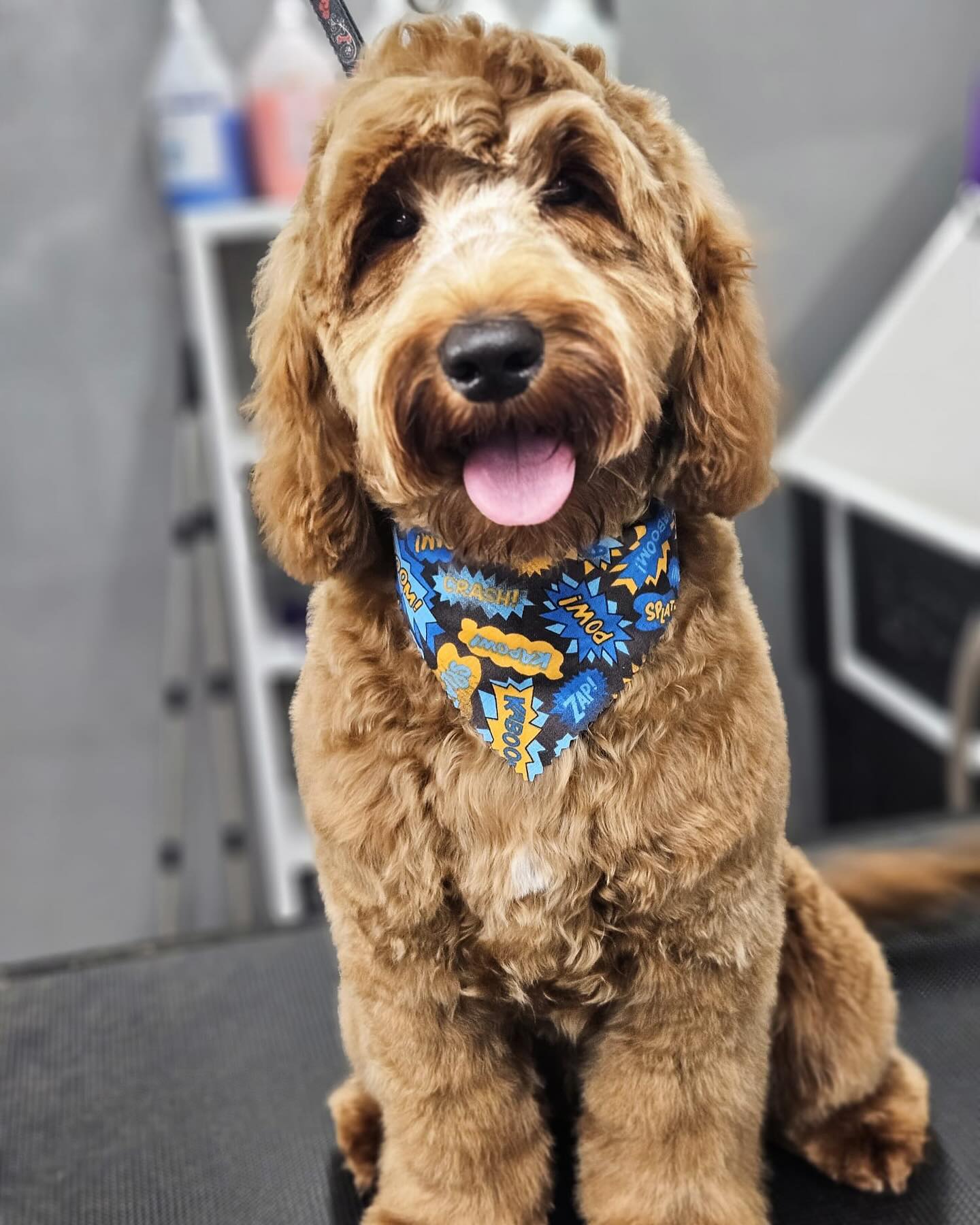 dog wearing a bandana
