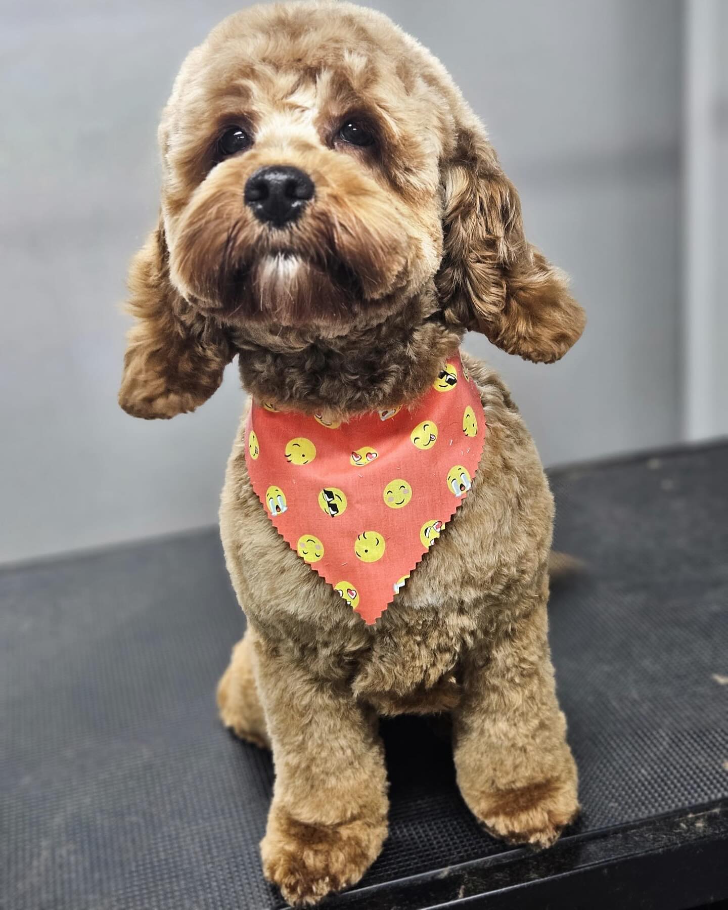 dog wearing a bandana