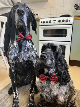 dog wearing poppy collar bow