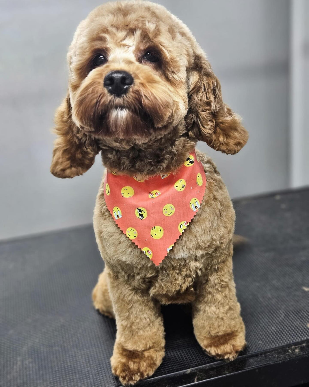 Dog Grooming Bandanas and Dog Grooming Bows Paws Bandannas & Bows