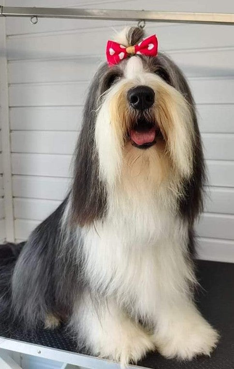 dog wearing dog grooming  bow in hair