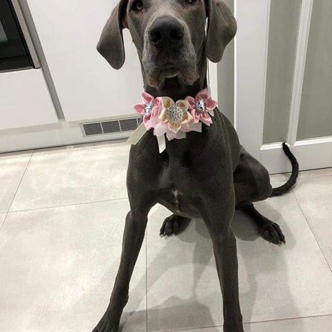 dog wearing wedding collar flowers